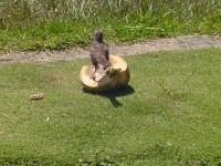 /album/galeria-de-fotos/comendo-coco-jpg/